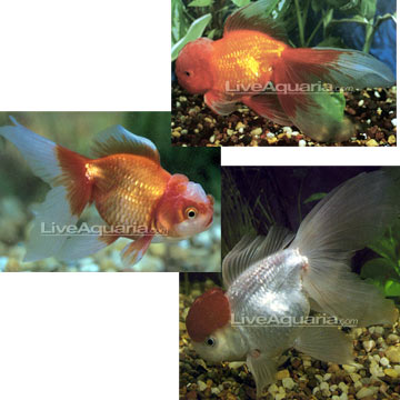 Fancy Oranda Goldfish