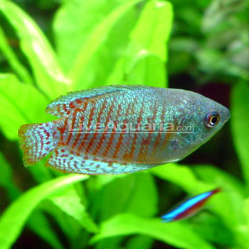 Blue Gourami Fish