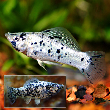 http://www.liveaquaria.com/images/categories/product/p-89834-molly.jpg