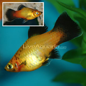 Platy Images