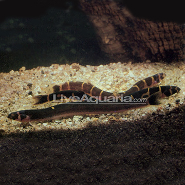 Black Kuhlii Loach