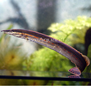 Freshwater Eel Species