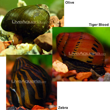 Tropical Fish Tank Snails Pictures