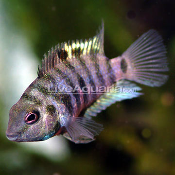 Female Convict Cichlid