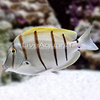 th-24030-convict-tang.jpg