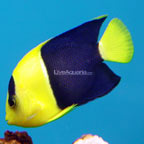 th-66024-Bicolor-Angelfish.jpg