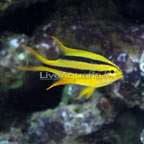 th-70080-bicolor.jpg