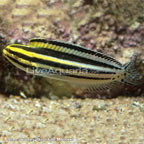 th-71731-blenny.jpg