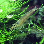 Japonica Amano Shrimp