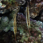 th-89399-shrimpfish.jpg