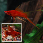 High Fin Platy