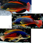 Dragonet+fish+for+sale