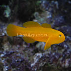 th-90164-clown-yellow-goby.jpg