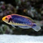 Dragonet+fish+for+sale