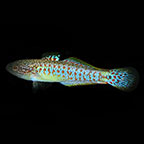 Peacock Gudgeon Group
