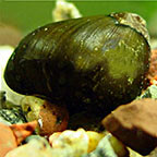 Olive Nerita Snail Group