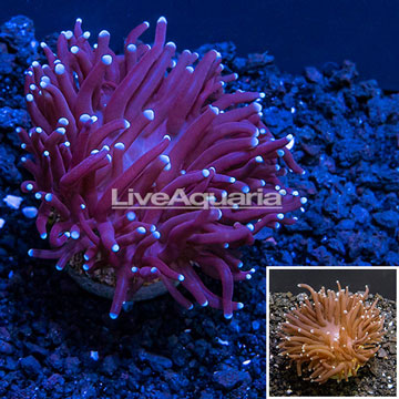 LiveAquaria® Cultured Torch Coral 