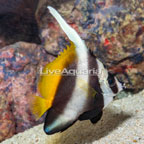 Schooling Bannerfish (click for more detail)