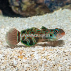 Green spotted Mandarin (click for more detail)