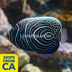 Emperor Angelfish (click for more detail)
