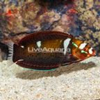 Formosa Wrasse, Subadult (click for more detail)