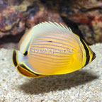 Melon Butterflyfish (click for more detail)