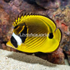 Raccoon Butterflyfish (click for more detail)