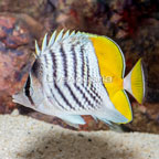 Mertensii Butterflyfish (click for more detail)