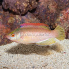 Pink Margin Fairy Wrasse (click for more detail)