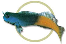 pw71705bicolor_blenny.jpg