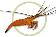 pw78505peppermint_shrimp.jpg