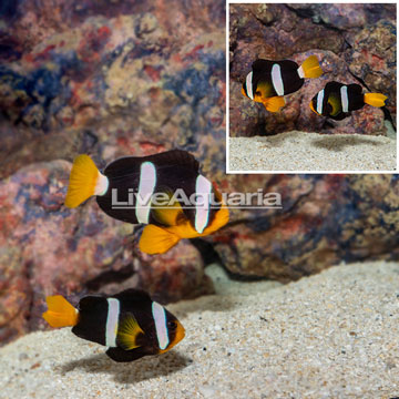 Black Clarkii Clownfish, Pair