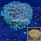 Goniopora Coral Tonga  (click for more detail)