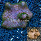Toadstool Mushroom Leather Coral Vietnam  (click for more detail)