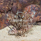 Volitan Lionfish (click for more detail)