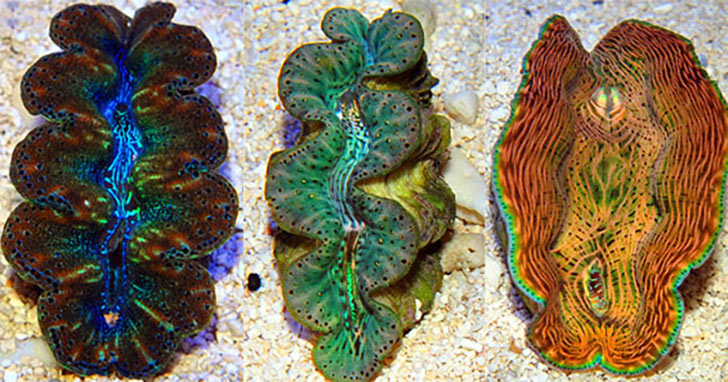 Pen Shell (Large Saltwater Clam) when broken has this gorgeous rainbow, Marine Biology