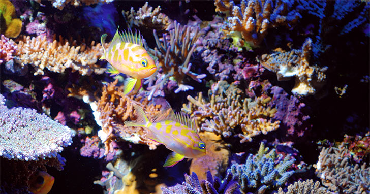 Protein Skimmer Aquarium Filter Coral Reef Marine Fish Tank