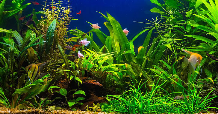 How to Maintain a Saltwater Aquarium – Fresh Water Systems