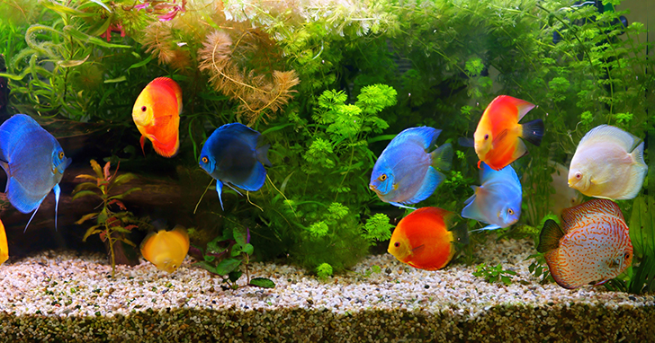 How to Stock an Aquarium With Different Levels of Fish
