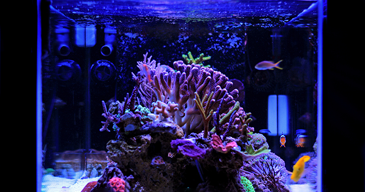 Choosing the Lighting for Your Aquarium
