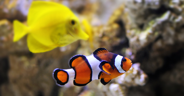 Are there aquarium fish that are better suited for fish tanks that