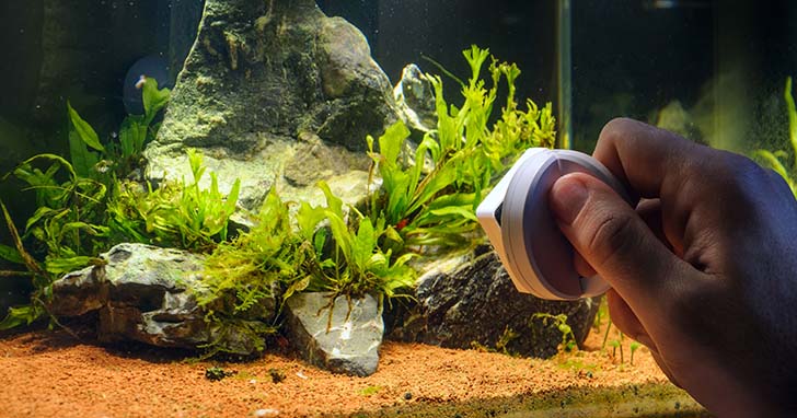 Naturally Remove Algae from Your Fish Tank Today: Proven Method