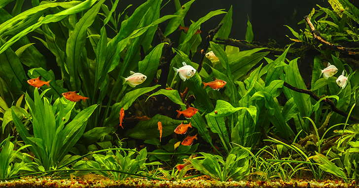 How to Put on a Fish Tank Background : Aquariums & Fish Care 