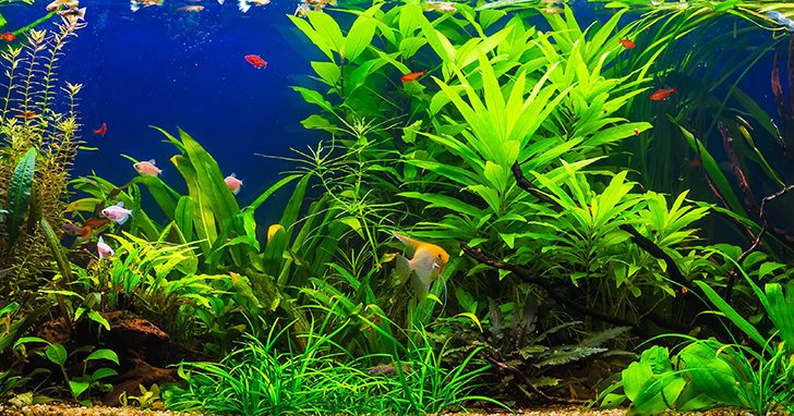 Fish to Avoid for Planted Freshwater Tanks