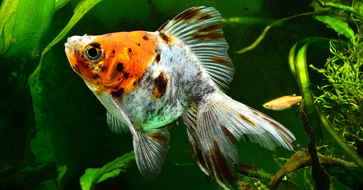 goldfish aquarium ideas