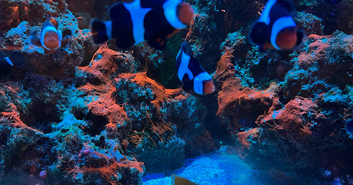 How to Clean and Maintain a Saltwater Aquarium