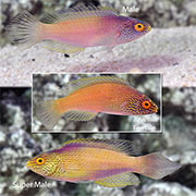 Wrasse