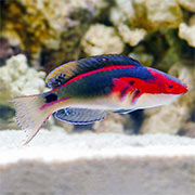 Wrasse