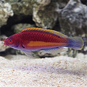 Wrasse