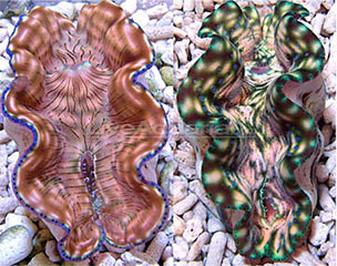 Pen Shell (Large Saltwater Clam) when broken has this gorgeous rainbow, Marine Biology